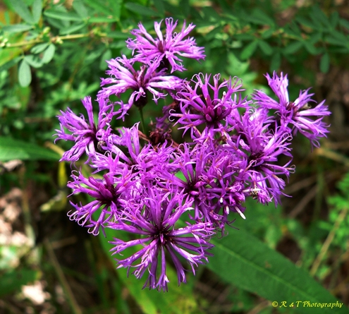{Vernonia gigantea}